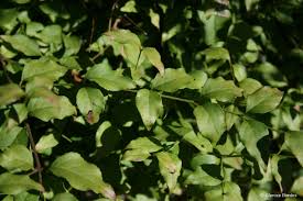 Image result for Halleria lucida