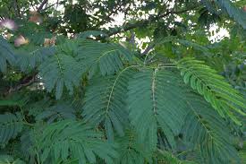 Image result for Albizia forbesii