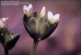 Image result for Sebaea