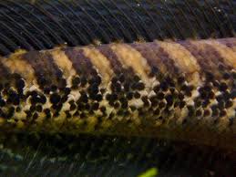 Image result for Amphicarpaea africana