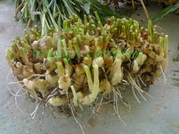 Halia boleh ditanam di dalam pasu selain daripada di atas tanah. Baja Fertigasi Halia Myagri Com Mymyagri Com My