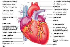 Blood, the heart and the vessels that carry blood around the body together make up the cardiovascular system. Labeling The Parts Of The Heart Flashcards Quizlet