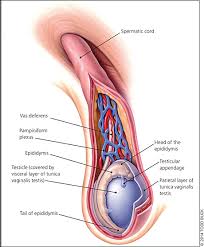 Testicular cancer is a tumor that affects the testes in the male body. Evaluation Of Scrotal Masses American Family Physician