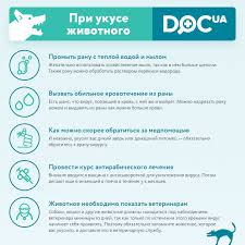 Ukusila Sobaka Chto Delat Pervaya Pomosh Chem Obrabotat Ukus Sobaki I Kak Lechit