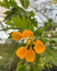Image result for Ascolepis capensis
