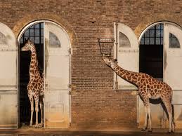 Zoo in bear on yp.com. Die Altesten Zoos Der Welt Die Sie Heute Noch Besuchen Konnen Tiqets Com