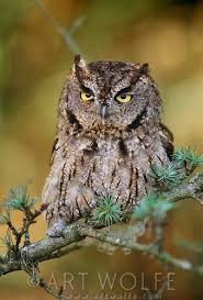 Birds Of Western Washington 