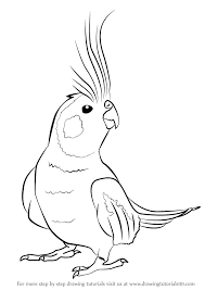 Cockatiel Is A Family Member Of Cockatoo And Are Mostly Found In Austrailia They Are Regarded As Good Pets Bird Having In 2020 Bird Drawings Drawings Drawing Tutorial