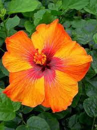 Pin On Gardening