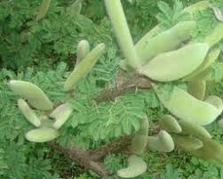 Image result for Acacia hebeclada