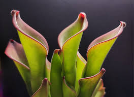 Image result for Trochomeria macrocarpa