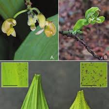 Image result for Platycoryne affinis