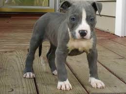 The cheapest offer starts at £180. Blue American Staffordshire Terrier Puppies For Sale Petsidi