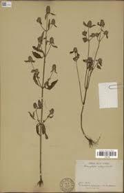 Image result for Haumaniastrum villosum