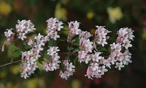 Image result for Kolkwitzia amabilis