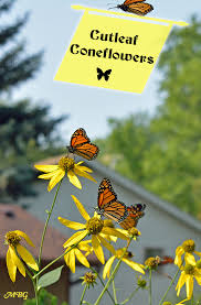 During spring, when other plants and flowers haven't bloomed yet, fruit trees can provide massive amounts of food for bees! Butterfly Plants List Butterfly Flowers And Host Plant Ideas