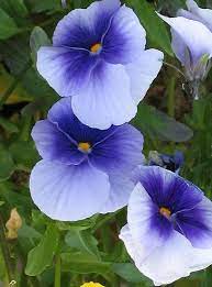 Pin On Pansies