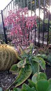Kalanchoe Gastonis Bonnieri Donkey Ear Kalanchoe Plants Succulents Euphorbia
