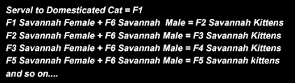 Savannah Cat F Generations Explained What The F Mean In