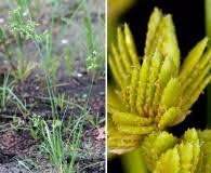 Image result for Bulbostylis schoenoides
