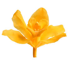 We did not find results for: The Most Beautiful Flowers In The World Verdissimo