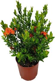 Image result for Ixora hartiana