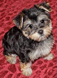For more information on our morkie puppies, please call +1 (954. Morkie Puppy For Sale In Boca Raton South Florida Morkie Puppies Puppies Cute Animal Photos