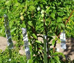 Or, you might like the frilly flowers that grow on the beautiful variety. Plant A Fruit Salad Four Different Fruits Growing On The Same Tree Dengarden