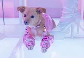 Thank u, next was launched in 2019. Ariana Grande Perfume Ad Is New Clip From Thank U Next Video