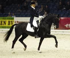 Pin On Dressage Dreams
