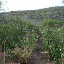 Image result for Barleria crossandriformis