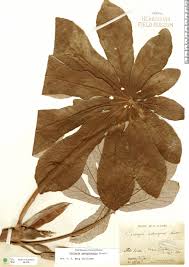 Image result for Cecropia pachystachya