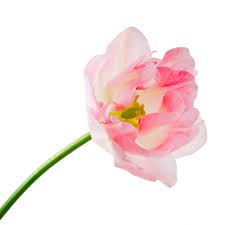 I was asked to speak about the meaning of flowers or the language of flowers on one of my nbc ivillage live show appearances recently. Say It With Flowers Showing That You Care This Valentine S Day Rose Blossom