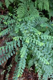 Image result for Phyllanthus