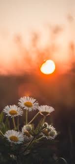 Daisy Spends A Sun Of Floret Wild Flower Wallpapers For Iphone X Iphone Xs And Iphone Xs Max In 2020 Wallpaper Nature Flowers Flower Iphone Wallpaper Fairy Wallpaper