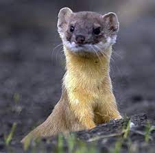 Weasel Is Not Amused Pop Goes The Weasel Weasel Animals