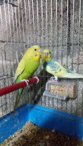 Gaziantep Muhabbet Kusu Ana Sayfa Facebook