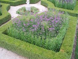 If you live in zone 7 or warmer, it will return on its own; Look For The Meteor Shower Verbena Rotary Botanical Gardens