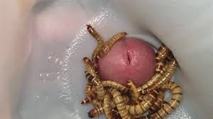 Superworms on Cock Head - ThisVid.com