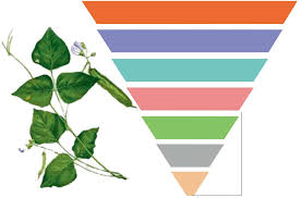 Image result for Psophocarpus lancifolius