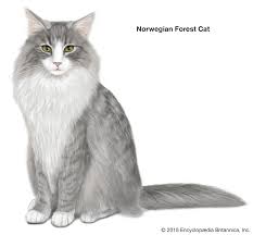 Moderately long to longhaired triple coat with a full collar ruff; Longhair Cat Breeds Britannica