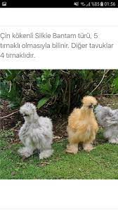 ciftlik hayvanlari bilgileri panosundaki pin