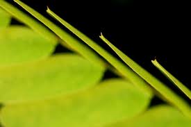 Image result for Chamaeclitandra