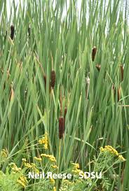 Image result for Typhaceae