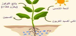 ÙƒÙŠÙ ØªØ­Ø¯Ø« Ø¹Ù…Ù„ÙŠØ© Ø§Ù„Ø¨Ù†Ø§Ø¡ Ø§Ù„Ø¶ÙˆØ¦ÙŠ Ù…ÙˆØ¶ÙˆØ¹