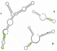 May 15, 2021 · the dawn of mrna vacca limitation of this is that the encapsulated cargo affects the structure of lnps: Mrna Secondary Structure At 5Ê¹ End A Mrna Structure Of Pet20 Vector Download Scientific Diagram
