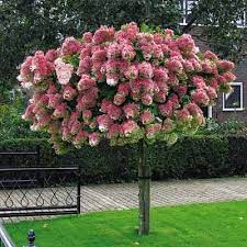 Check spelling or type a new query. Tree Hydrangea Direct Gardening