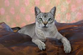 Unitary multiparty republic with one legislative house (parliament 101 1 ). Get To Know The Singapura A Loving Acrobatic Micro Cheetah Catster