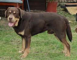 Black And Tan Lab Mix Puppy Chocolate And Tan Lab Dogs Labrador Beautiful Dogs