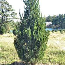 Spartan juniper trees are a narrow cultivar of chinese juniper, juniper chinensis. Spartan Juniper Garden Center Point